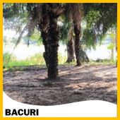 O Bacuri é um aglomerado rural às margens do Rio Marinheiro,